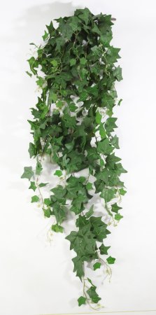 картинка Английский плющ ампельный от магазина KALINA