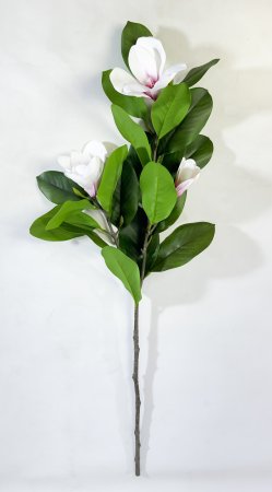 Ветка магнолии с розовым цветком