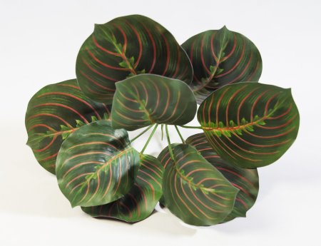 картинка Букет маранта трехцветная ботаническая копия от магазина KALINA