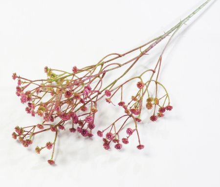 Ветка гипсофилы "Памада"