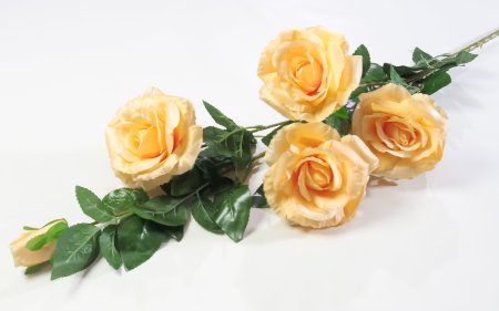 Роза Звездочет 4 цветка 1 бутон