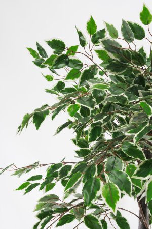 Куст Фикуса БЕЗ КАШПО