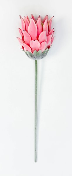 Протея "Мадиба малая" светло-розовая