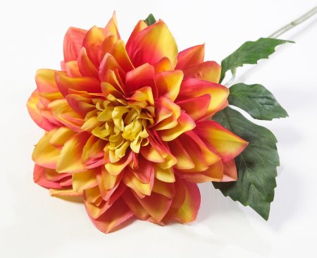 Соцветие георгина