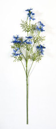 Нигелла голубая