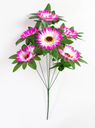 Астра "Титаник" 7 веток