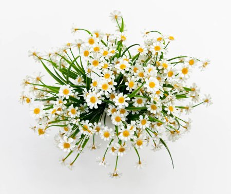 Ромашка "Опера" 35 цветков