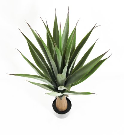 Агава Ютская видовая 24 листа