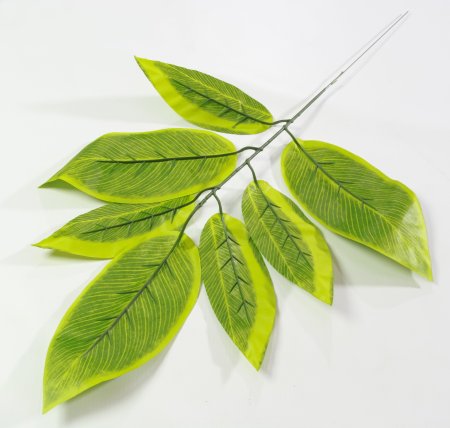 картинка Лист манго с желтой каймой от магазина KALINA