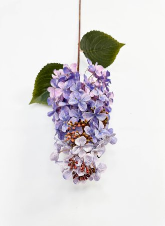 Гортензия метельчатая "Вилмс" лаванда