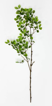 картинка Зизифус экзотический на высокой ноге от магазина KALINA