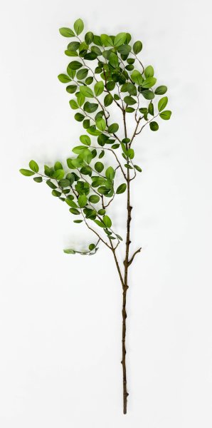 картинка Зизифус экзотический на высокой ноге от магазина KALINA