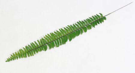 картинка Лист нефролеписа средний от магазина KALINA