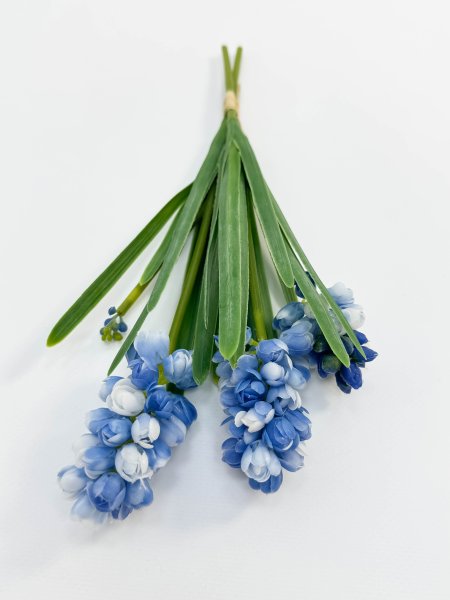 Гиацинт голубой