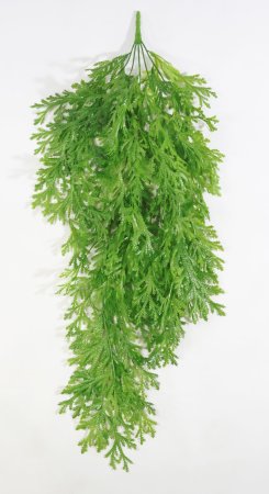 картинка Селагинелла Мартенса ампельная от магазина KALINA