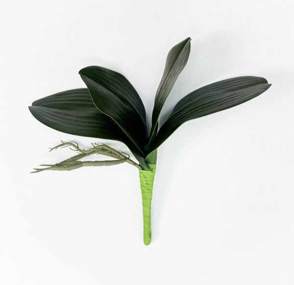 картинка Орхидея 4 листа с корешками от магазина KALINA