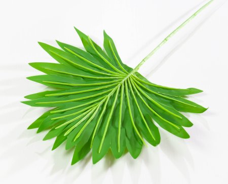 картинка Лист вашингтонии 2 от магазина KALINA