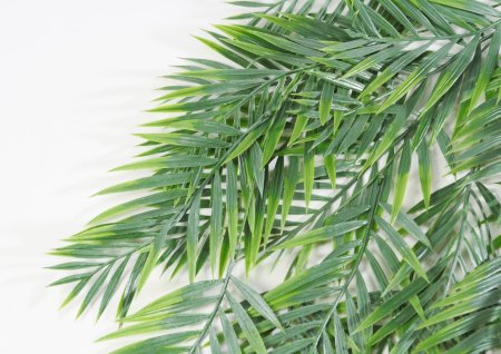 картинка Ветка ампельной бамбуковой пальмы от магазина KALINA