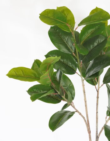 Фикус лировидный