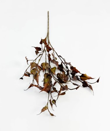 Ветка с пожухлыми листами