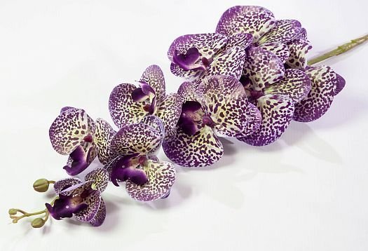 Ветка орхидеи 31 от магазина KALINA являющийся официальным дистрибьютором в России 