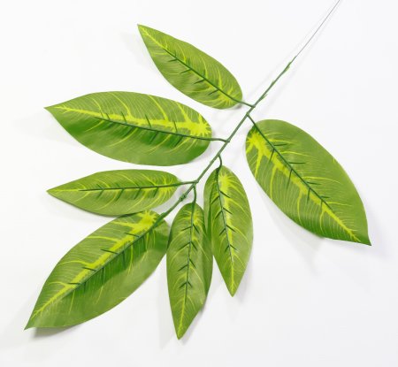 картинка Лист манго Азиатский от магазина KALINA