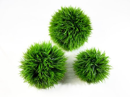 картинка Самшит Осока №5 от магазина KALINA