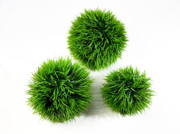 картинка Самшит "Осока" №5 от магазина KALINA