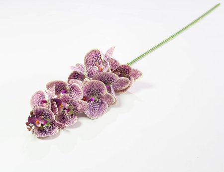 Ветка орхидеи 8