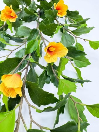 Гибискус желтый