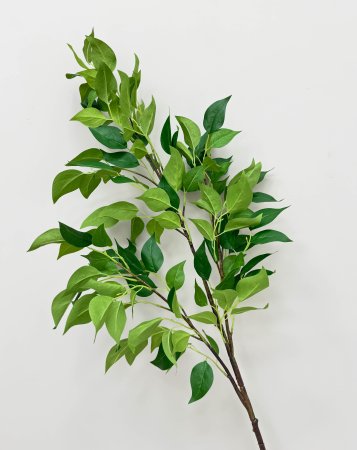 картинка Фикус ветка большая  от магазина KALINA