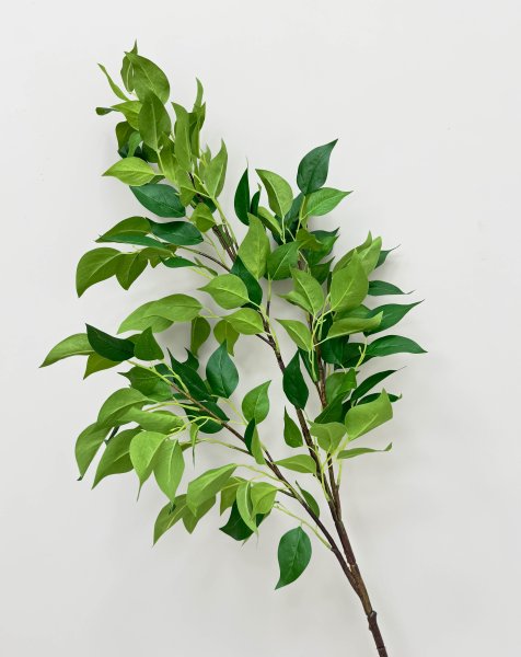 картинка Фикус ветка большая  от магазина KALINA