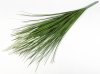Пеннисетум (Лисий хвост) 75 см 11 веток