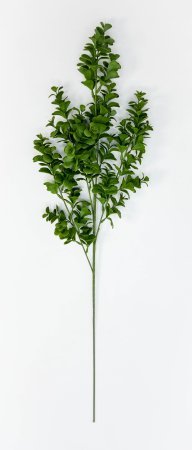 картинка Пеперомия высокая от магазина KALINA