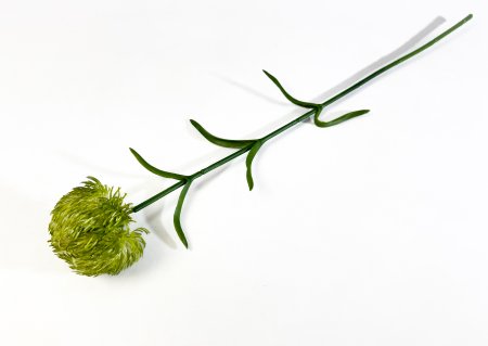 Гвоздика светло-зеленая