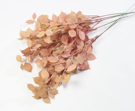 Ветка эвкалипта "Закат"