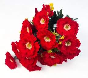 Астра Янина 24 цветка