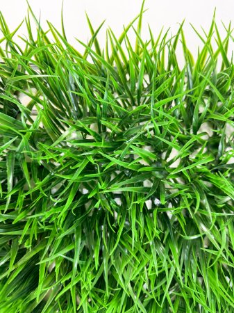 картинка Газон "Садовый" от магазина KALINA