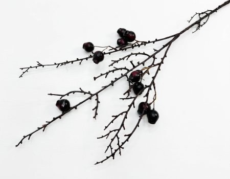 Ветка с бордовыми плодами эвкалипта