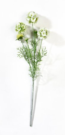 Скабиоза звездчатая молочная