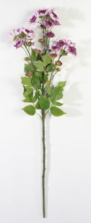 Ветка хризантемы кустовой жимолость