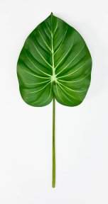 картинка Филодендрон крупный "Весна" от магазина KALINA