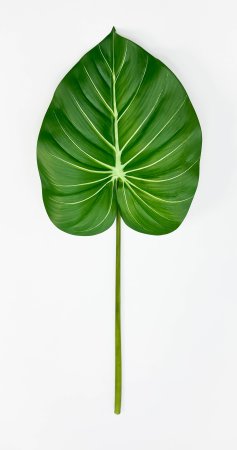 картинка Филодендрон крупный "Весна" от магазина KALINA