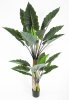 Куст Алоказии 190 см