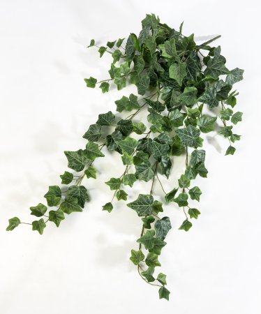 картинка Плющ садовый от магазина KALINA