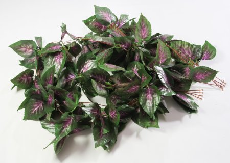 картинка Лиана колеуса от магазина KALINA