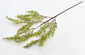 картинка Ветка «Нефритовая лоза» от магазина KALINA