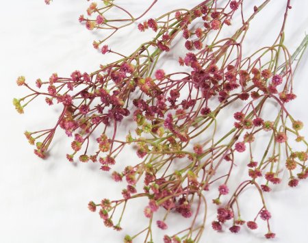 Ветка гипсофилы "Памада"