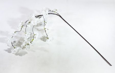 Яблоня свисающая белая