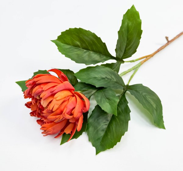 Хризантема оранжевая